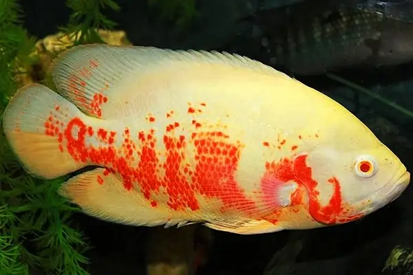 Albino Oscar Fish – A Rare White and Red Variant of the Oscar Species