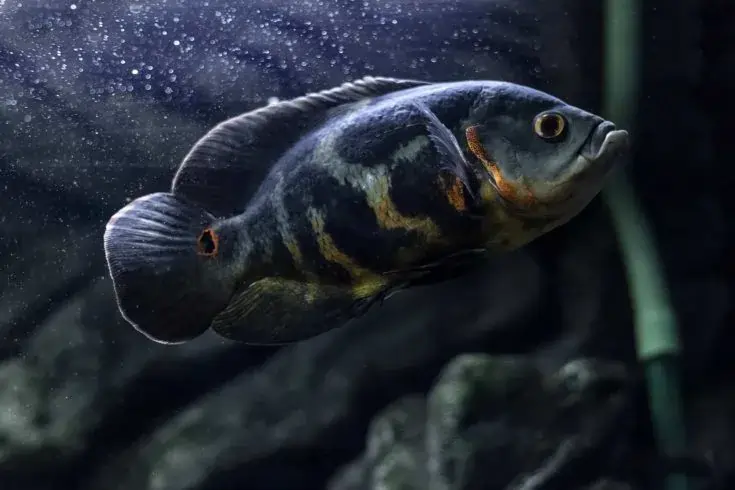 Black Oscar Fish – A Dark-Colored Oscar Fish with Deep Black Patterns