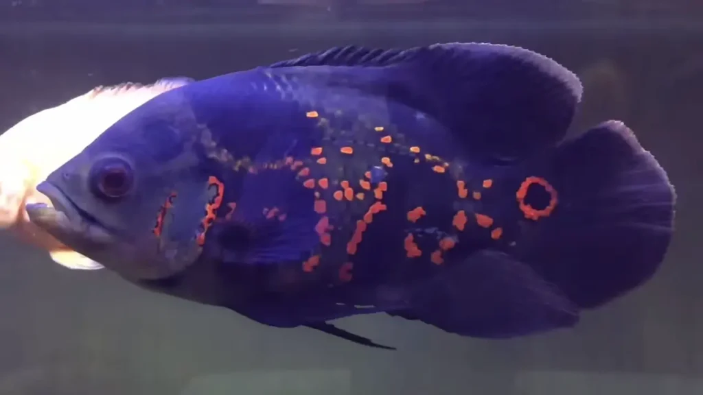 Tiger Oscar Fish – Striking Black and Orange Striped Oscar Variety