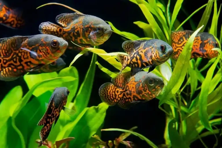 oscar fish