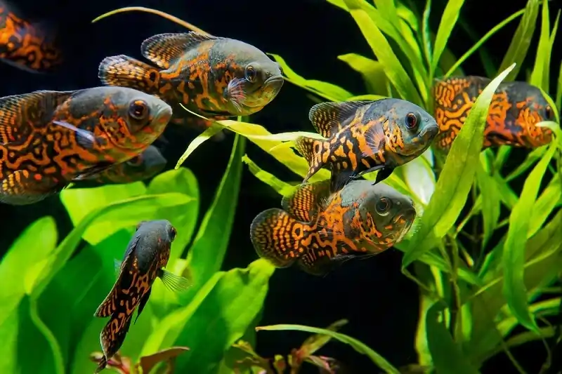 oscar fish