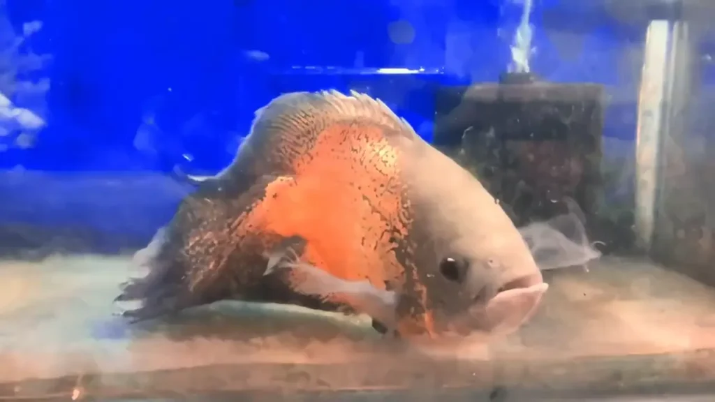 Veil Tail Oscar Fish – A Beautiful Oscar Variety with Long Flowing Fins