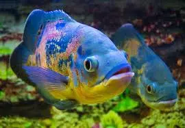 Blue Oscar Fish – A Stunning Deep Blue Variant of the Classic Oscar Fish