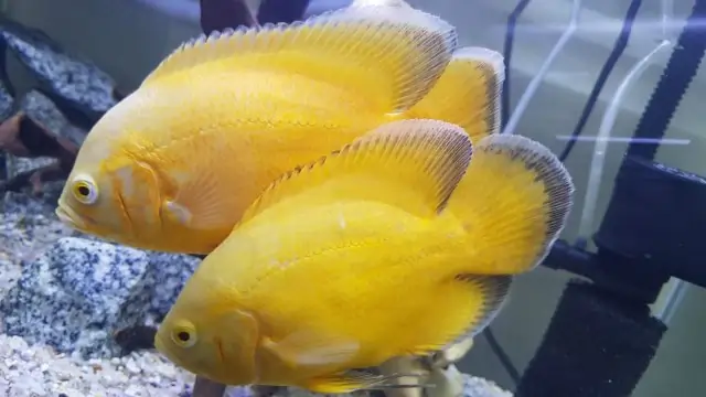Lemon Oscar Fish – A Bright Yellow Variant of Oscar Fish with Vibrant Hue