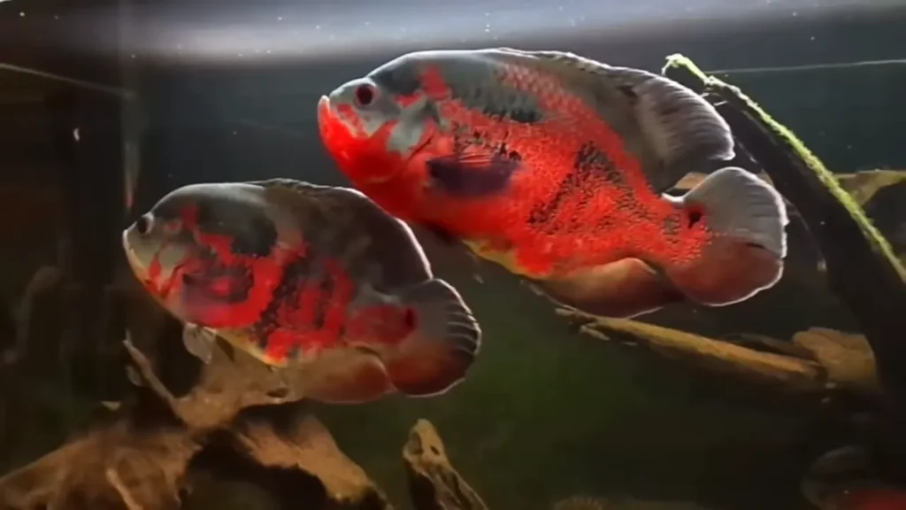 Red Oscar Fish – A Vibrant Red-Hued Freshwater Cichlid Species