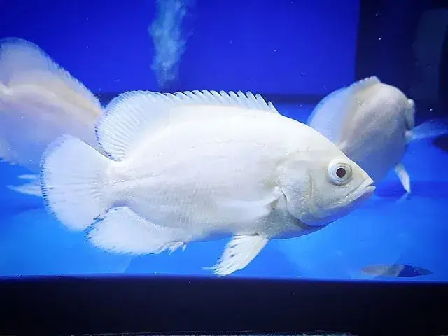 White Oscar Fish – A Stunning Albino-Like Oscar Fish with Pure White Scales